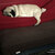 Washable dog cushion Lounge UNI